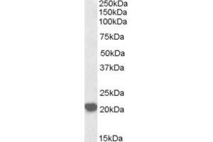Image no. 1 for anti-Ras-Related C3 Botulinum Toxin Substrate 2 (Rho Family, Small GTP Binding Protein Rac2) (RAC2) (AA 179-192) antibody (ABIN299359) (RAC2 Antikörper  (AA 179-192))