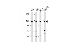 All lanes : Anti-INTS3 Antibody (Center) at 1:2000 dilution Lane 1: 293 whole cell lysate Lane 2: Hela whole cell lysate Lane 3: Jurkat whole cell lysate Lane 4: NIH/3T3 whole cell lysate Lysates/proteins at 20 μg per lane. (INTS3 Antikörper  (AA 518-551))