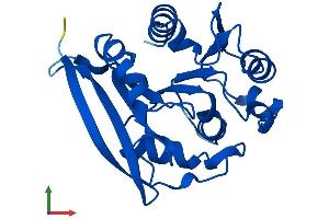Protein Structure (PS) image for Abhydrolase Domain Containing 14B (ABHD14B) (AA 1-210) protein (His tag) (ABIN7559828)