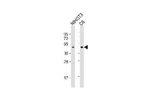 Western Blot at 1:2000 dilution Lane 1: NIH/3T3 whole cell lysate Lane 2: C6 whole cell lysate Lysates/proteins at 20 ug per lane. (CREB1 Antikörper  (AA 105-132))