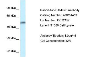 Western Blotting (WB) image for anti-Calcium/calmodulin-Dependent Protein Kinase II delta (CAMK2D) (C-Term) antibody (ABIN2788811) (CAMK2D Antikörper  (C-Term))