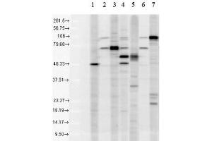 Western blot analysis of Human Cell line lysates showing detection of KDEL protein using Rabbit Anti-KDEL Polyclonal Antibody (ABIN863187 and ABIN863188). (KDEL Antikörper)
