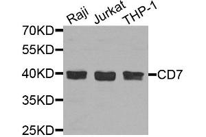Western blot analysis of extracts of various cell lines, using CD7 antibody. (CD7 Antikörper)