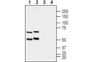 Western blot analysis of rat (lanes 1 and 3) and mouse (lanes 2 and 4) brain membranes:  - 1,2. (SYN2 Antikörper  (Domain G, Intracellular))