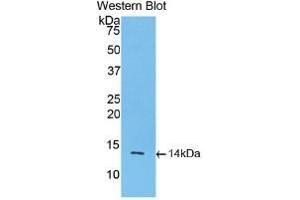 Detection of Recombinant INHbA, Rat using Monoclonal Antibody to Inhibin Beta A (INHbA) (INHBA Antikörper  (AA 314-424))