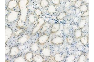 ABIN7094840 and ABIN7098891 at 1/100 staining human normal kidney tissue by IHC-P.
