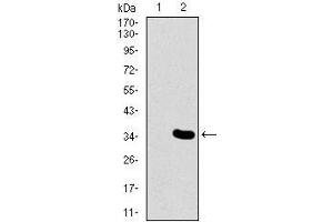 Western blot analysis using MESP2 mAb against HEK293 (1) and MESP2 (AA: 37-94)-hIgGFc transfected HEK293 (2) cell lysate. (Mesp2 Antikörper  (AA 37-94))