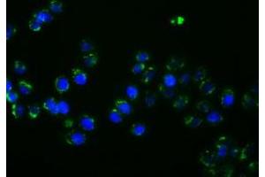 Anti-PTPRE mouse monoclonal antibody (ABIN2453547) immunofluorescent staining of COS7 cells transiently transfected by pCMV6-ENTRY PTPRE (RC207950). (PTPRE Antikörper)