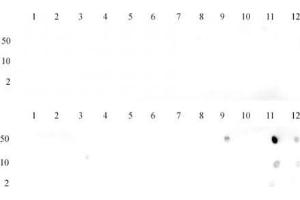 Dot blot of Histone Histone H3 dimethyl Lys36 antibody. (Histone 3 Antikörper  (H3K36me2))