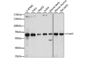 Western blot analysis of extracts of various cell lines, using Lrwd1 antibody. (LRWD1 Antikörper)