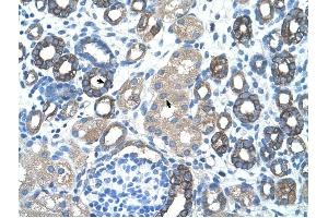 GNAS antibody was used for immunohistochemistry at a concentration of 4-8 ug/ml to stain Epithelial cells of renal tubule (arrows) in Human Kidney. (GNAS Antikörper  (N-Term))