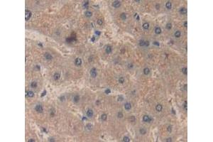 Immunohistochemistry (IHC) image for anti-Retinol Binding Protein 4, Plasma (RBP4) (AA 18-201) antibody (ABIN1078482)