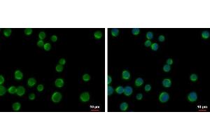 ICC/IF Image DOK2 antibody [N1C1] detects DOK2 protein at cytoplasm by immunofluorescent analysis. (DOK2 Antikörper)