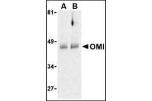 Western blot analysis of OMI in human colon cell lysates with this product at (A) 0. (HTRA2 Antikörper  (C-Term))