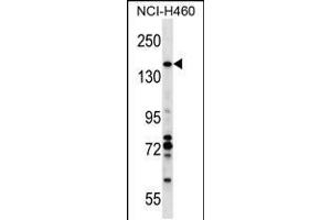 Western Blotting (WB) image for anti-Valosin Containing Protein (p97)/p47 Complex Interacting Protein 1 (Vcpip1) (AA 124-151), (N-Term) antibody (ABIN5530469)