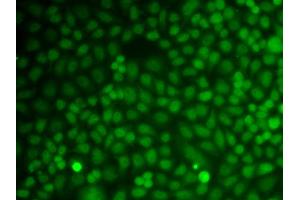 Immunofluorescence analysis of A549 cells using GADD45A antibody (ABIN6292101). (GADD45A Antikörper)