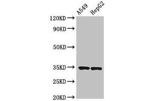 Western Blot Positive WB detected in: A549 whole cell lysate, HepG2 whole cell lysate All lanes: KLRK1 antibody at 3. (KLRK1 Antikörper  (AA 73-216))