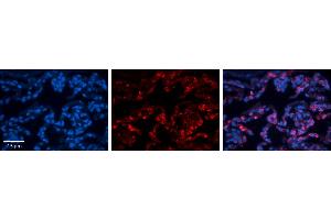 Immunohistochemistry (IHC) image for anti-Folate Receptor 1 (Adult) (FOLR1) (Middle Region) antibody (ABIN2776804)