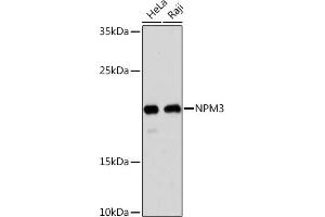 Western blot analysis of extracts of various cell lines, using NPM3 Rabbit pAb (ABIN7269038) at 1:1000 dilution. (NPM3 Antikörper  (AA 30-140))