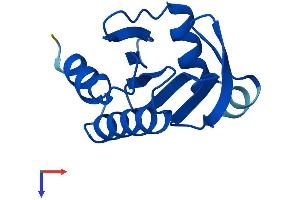 Profilin 4 Protein (PFN4) (AA 1-129) (His tag)