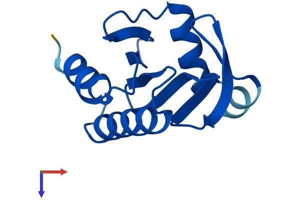 Profilin 4 Protein (PFN4) (AA 1-129) (His tag)