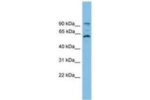 Image no. 1 for anti-Ankyrin Repeat Domain 5 (ANKRD5) (AA 107-156) antibody (ABIN6745171) (ANKRD5 Antikörper  (AA 107-156))