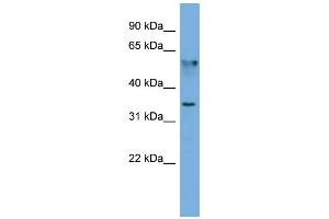 WB Suggested Anti-FNDC8  Antibody Titration: 0. (FNDC8 Antikörper  (N-Term))