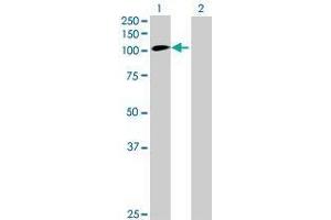 Lane 1: INTS4 transfected lysate ( 108.
