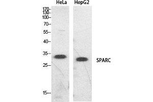 Western Blot (WB) analysis of HeLa, HepG2 cells using SPARC Polyclonal Antibody.