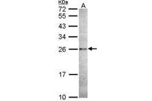 Image no. 1 for anti-Caspase 14, Apoptosis-Related Cysteine Peptidase (CASP14) (AA 171-230) antibody (ABIN467554) (CASP14 Antikörper  (AA 171-230))