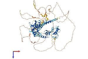 Interferon Regulatory Factor 2 Binding Protein-Like (IRF2BPL) (AA 1-796) protein (His tag)