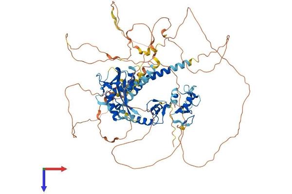 Interferon Regulatory Factor 2 Binding Protein-Like (IRF2BPL) (AA 1-796) protein (His tag)