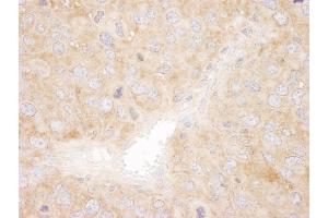 Immunohistochemistry (IHC) image for anti-Sorting Nexin 1 (SNX1) (C-Term) antibody (ABIN7448807)