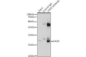 Immunoprecipitation analysis of 600 μg extracts of Mouse heart cells using 3 μg FADD antibody (ABIN7267137). (FADD Antikörper)