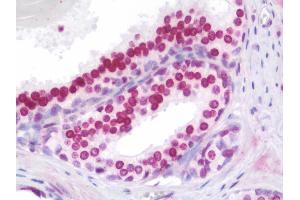 Anti-HOXA9 antibody IHC staining of human prostate. (HOXA9 Antikörper  (AA 245-272))
