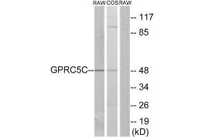 Western Blotting (WB) image for anti-G Protein-Coupled Receptor, Family C, Group 5, Member C (GPRC5C) (Internal Region) antibody (ABIN1853020)