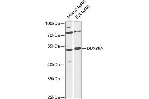 Western blot analysis of extracts of various cell lines, using DDX39A antibody (ABIN6131589, ABIN6139488, ABIN6139490 and ABIN6216231) at 1:1000 dilution. (DDX39 Antikörper  (AA 178-427))