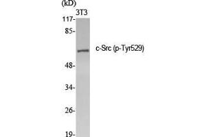 Western Blot (WB) analysis of specific cells using Phospho-c-Src (Y529) Polyclonal Antibody. (Src Antikörper  (pTyr529))