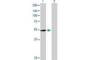 Western Blot analysis of NR1I2 expression in transfected 293T cell line by NR1I2 MaxPab polyclonal antibody. (NR1I2 Antikörper  (AA 1-434))