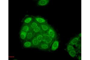 Immunocytochemistry/Immunofluorescence analysis using Mouse Anti-Hsp27 Monoclonal Antibody, Clone 5D12-A3 . (HSP27 Antikörper  (Biotin))
