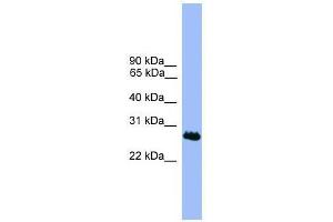 C1orf216 antibody used at 0.
