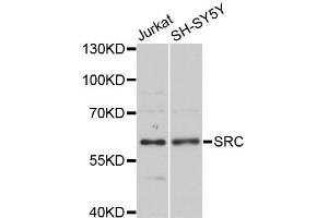 Western blot analysis of extracts of various cell lines, using SRC antibody (ABIN5998962) at 1/1000 dilution. (Src Antikörper)