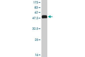 Western Blot detection against Immunogen (51. (KLF7 Antikörper  (AA 1-230))