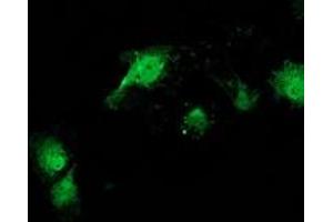 Anti-CAT mouse monoclonal antibody (ABIN2454282) immunofluorescent staining of COS7 cells transiently transfected by pCMV6-ENTRY CAT (RC210763). (Catalase Antikörper)