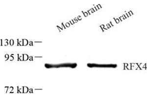 RFX4 Antikörper