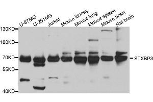 Western blot analysis of extracts of various cell lines, using STXBP3 antibody. (STXBP3 Antikörper  (AA 343-592))