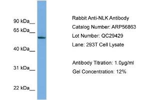 WB Suggested Anti-NLK  Antibody Titration: 0.