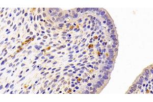 Detection of PEDF in Rat Uterus Tissue using Polyclonal Antibody to Pigment Epithelium Derived Factor (PEDF) (PEDF Antikörper  (AA 20-418))