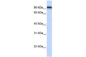 TMEM168 antibody used at 1 ug/ml to detect target protein. (TMEM168 Antikörper  (C-Term))