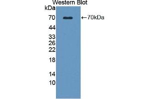 Detection of Recombinant WNT16, Human using Polyclonal Antibody to Wingless Type MMTV Integration Site Family, Member 16 (WNT16) (WNT16 Antikörper  (AA 30-365))